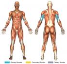 Skull Crushers / Lying Triceps Extensions (Barbell) Muscle Image