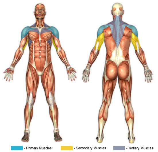 seated military press muscles worked