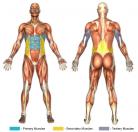 Ab Extensions Muscle Image