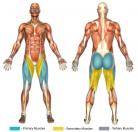 Angled Leg Press (Machine) Muscle Image