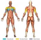 Bench Press (Barbell) Muscle Image