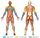 Bench Press (Dumbbell) Muscle Image