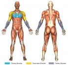 Bent-Forward Crossovers (Cable) Muscle Image