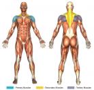 Bent-Over Lateral Raises (Dumbbell) Muscle Image