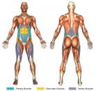 Bicycle Kicks (Flat Surface) Muscle Image