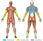 Close Grip Pull-Downs Muscle Image