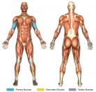 Concentration Curls (Dumbbell) Muscle Image