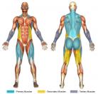 Deadlifts (Barbell) Muscle Image
