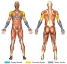Decline Bench Press (Dumbbell) Muscle Image