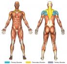 External Arm Rotations (Cable) Muscle Image