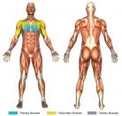 Flat Bench Crossover Flys (Cable) Muscle Image
