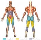 Hack Squats (Machine) Muscle Image