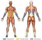 Hanging Serratus Crunch (Calisthenics) Muscle Image