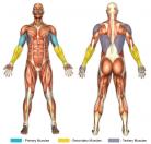 High Pulley Curls (Cable) Muscle Image