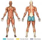 Hip Abductions (Cable) Muscle Image