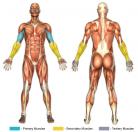 Incline Curls (Dumbbell) Muscle Image