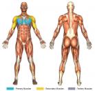 Incline Flys (Dumbbell) Muscle Image