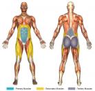 Incline Leg Raises (Calisthenics) Muscle Image