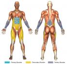 Knee Raises (Hanging Grip) Muscle Image