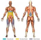 Knee Raises (Hanging Straps) Muscle Image