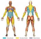 L Pull-Up (Calisthenics) Muscle Image