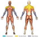 Lateral Raises (Dumbbell) Muscle Image