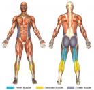 Leg Curls (Exercise Ball) Muscle Image