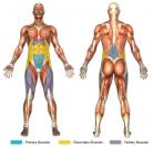 Leg Raises (Dip Machine) Muscle Image