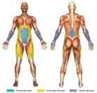 Leg Raises (Hanging Grip) Muscle Image