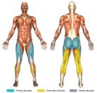 Lunges (Barbell) Muscle Image