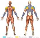 Lying Side Laterals Muscle Image