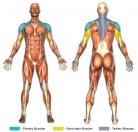 Military Press (Dumbbell) Muscle Image