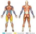 Mountain Climbers (Flat Surface) Muscle Image