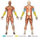 One-Arm Extensions (Dumbbell) Muscle Image