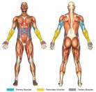 One-Arm Push-Downs (Cable) Muscle Image