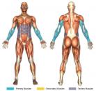 One-Arm Reverse Push-Downs (Cable) Muscle Image