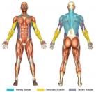One-Arm Rows / Bent-Over Rows (Dumbbell) Muscle Image