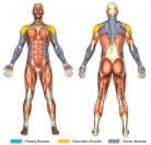 One-Arm Side Cable Laterals Muscle Image