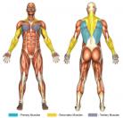 Pull-Up / Chin-Up (Calisthenics) Muscle Image
