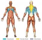Pullovers (Barbell) Muscle Image