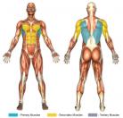 Pullovers (Machine) Muscle Image