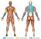 Rear Pull-Ups (Calisthenics) Muscle Image