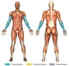 Reverse Curls (Barbell) Muscle Image