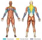 Reverse Lat Pull-Downs (Machine) Muscle Image