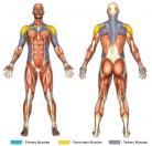 Reverse Overhead Laterals (Dumbbell) Muscle Image