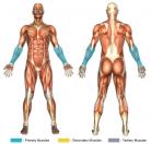 Reverse Wrist Curls (Barbell) Muscle Image