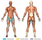 Seated Adductions (Machine) Muscle Image