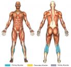 Seated Calf Raises (Machine) Muscle Image