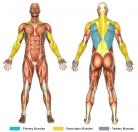 Seated Rows Muscle Image