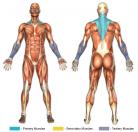 Shrugs (Barbell) Muscle Image